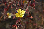 Mexican primrose-willow